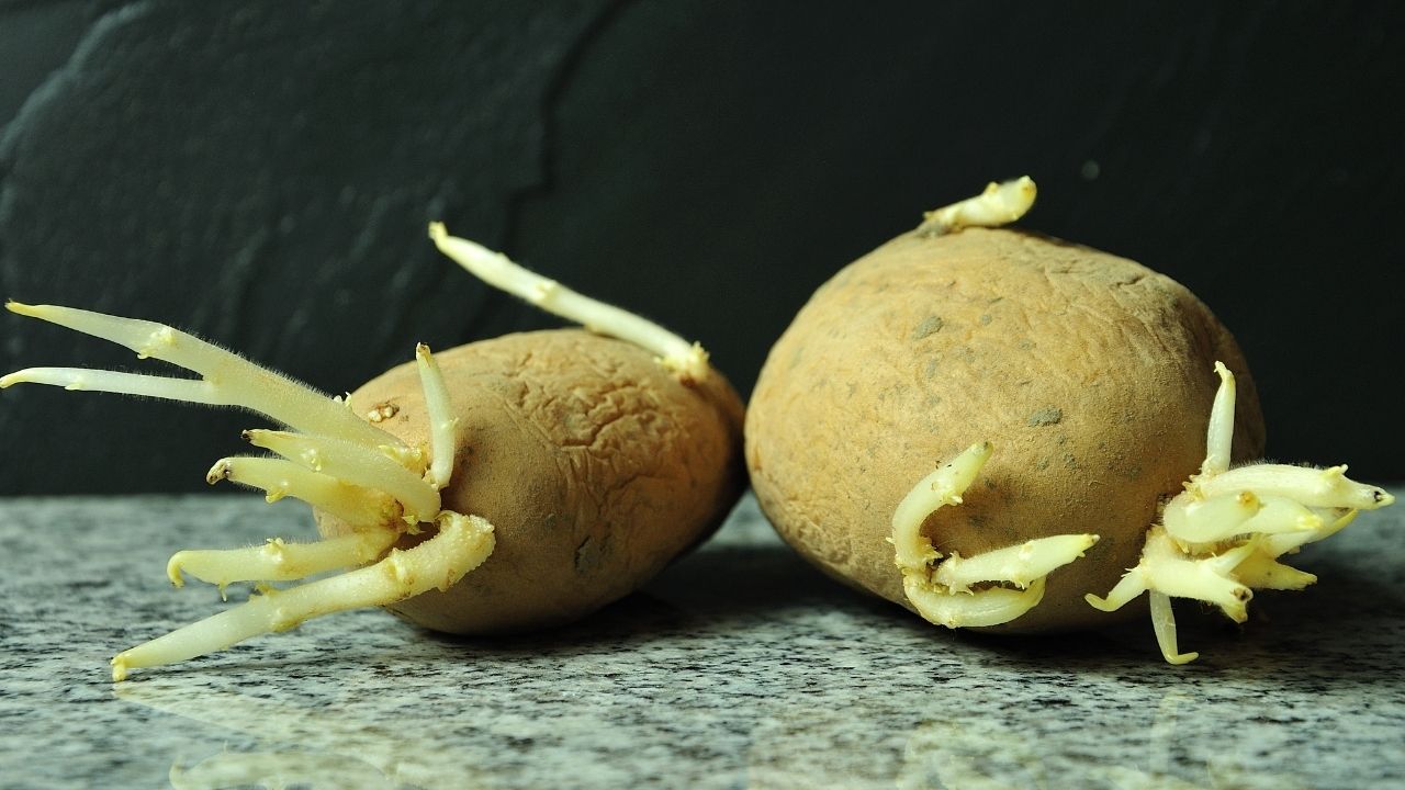 patate cancerogene